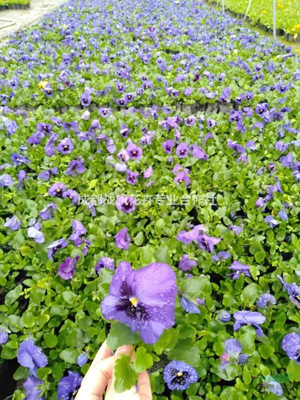 三色堇苗圃基地 三色堇春節(jié)花卉 13杯批量出售 杯苗價(jià)格