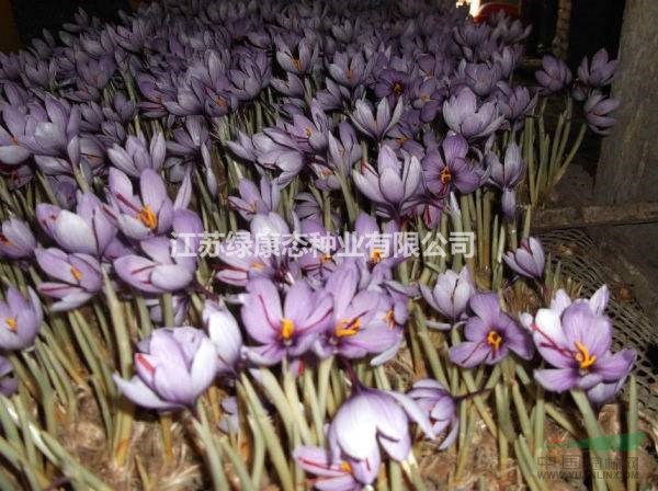 【江蘇綠康態(tài)種業(yè)】供應(yīng)進(jìn)口藏紅花種球