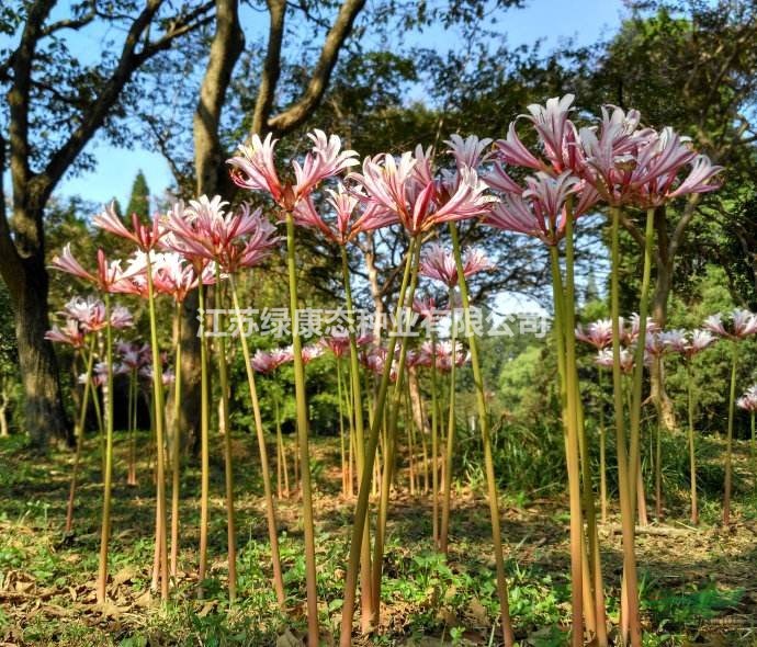 【江蘇綠康態(tài)種業(yè)】供應進口石蒜種球