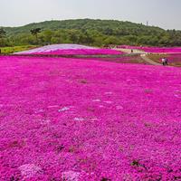 山東大葉扶芳藤