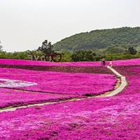 山東百日草