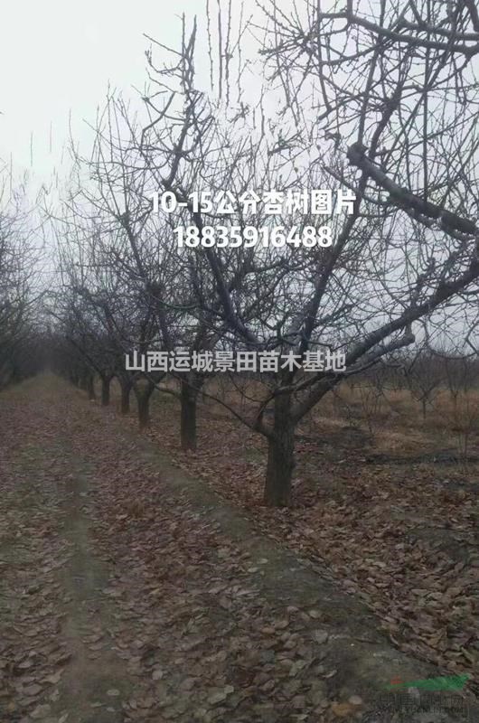運(yùn)城杏樹基地·杏樹8-10公分價格·杏樹12公分量大