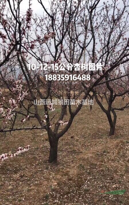 運(yùn)城杏樹基地·杏樹8-10公分價格·杏樹12公分量大