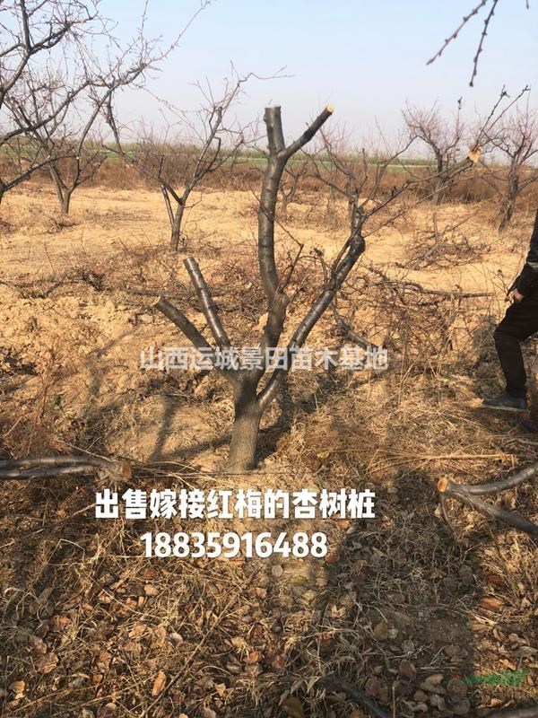 10公分杏樹價格=12公分杏樹價錢=15公分杏樹產(chǎn)地價格山西