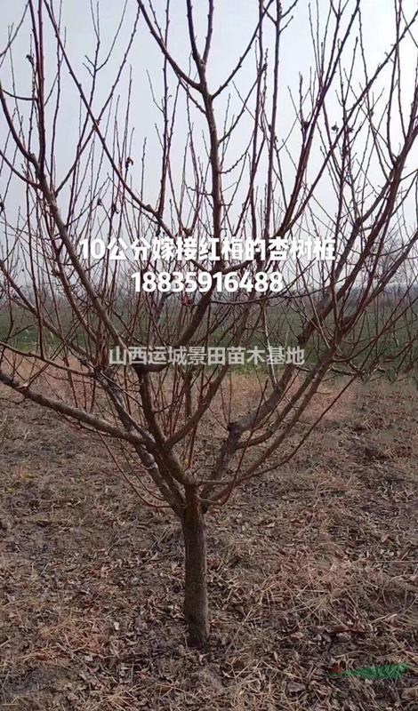 10公分杏樹價格=12公分杏樹價錢=15公分杏樹產(chǎn)地價格山西