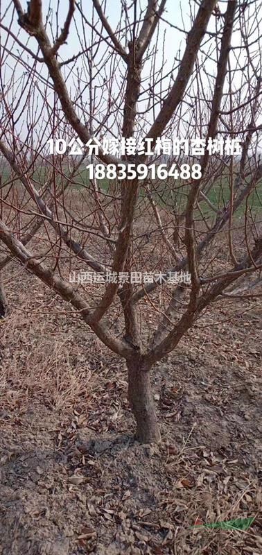 10公分杏樹價格=12公分杏樹價錢=15公分杏樹產(chǎn)地價格山西