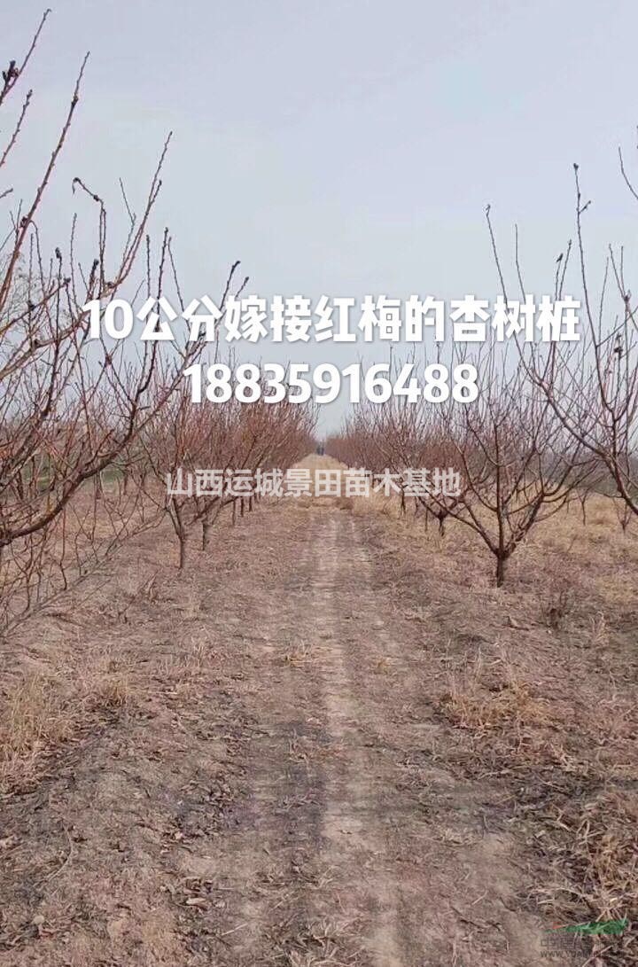 10公分+15公分+20公分杏樹價格多少錢=杏樹批發價格