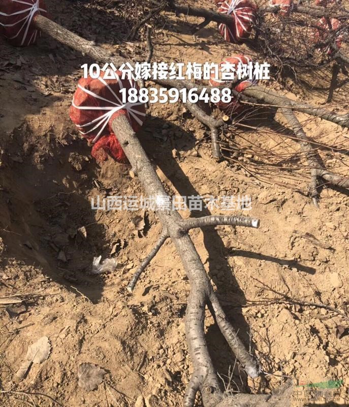 10公分+15公分+20公分杏樹價格多少錢=杏樹批發價格