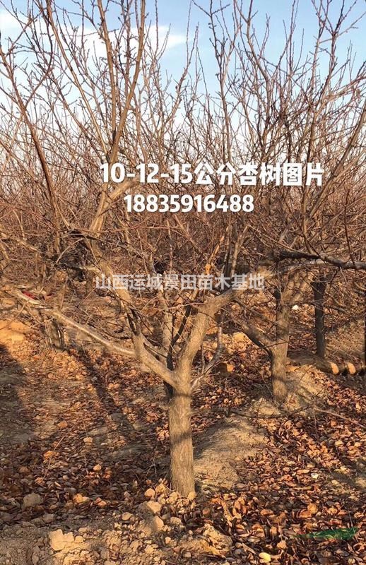 杏樹·山西杏樹·杏樹種植繁育基地·供應現貨杏樹