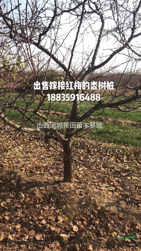 杏樹·山西杏樹·杏樹種植繁育基地·供應現貨杏樹