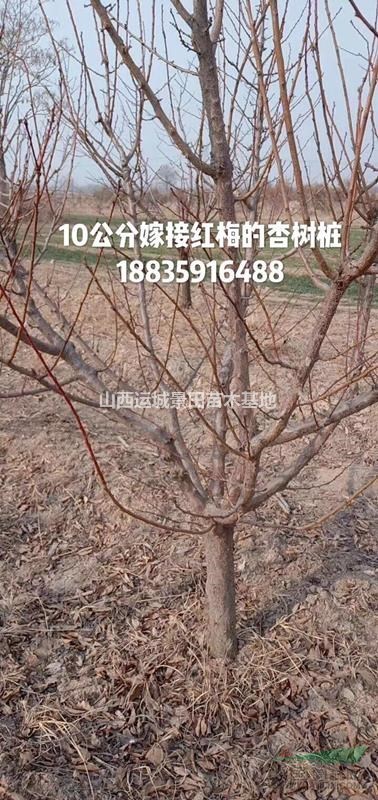 杏樹·山西杏樹·杏樹種植繁育基地·供應現貨杏樹