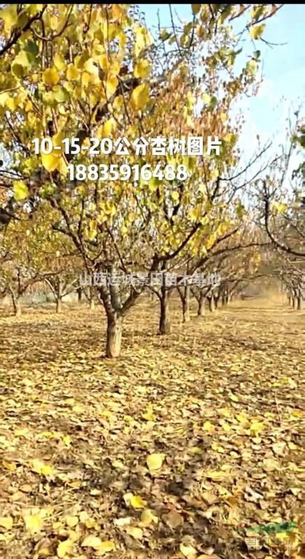 杏樹原產地介紹·山西杏樹基地詳情·杏樹主要種植基地簡介
