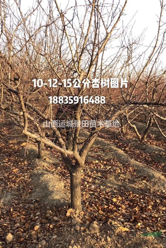 杏樹原產地介紹·山西杏樹基地詳情·杏樹主要種植基地簡介