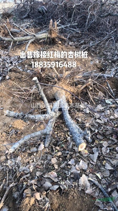 運城果園占地杏樹價格?10公分12公分15公分占地杏樹