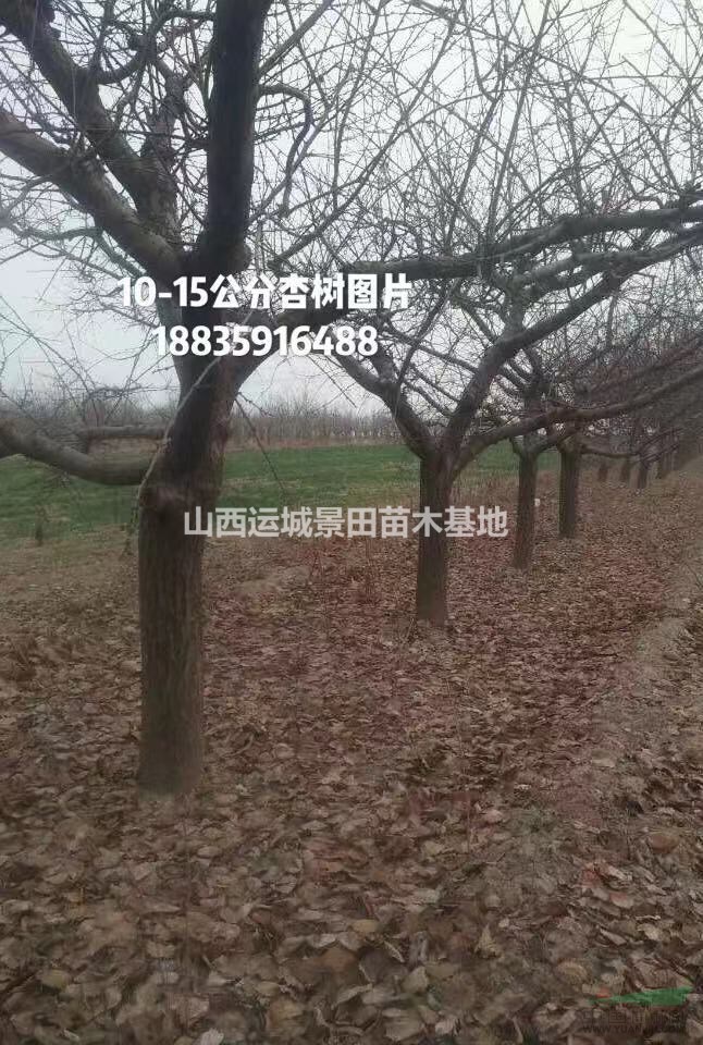 運城果園占地杏樹價格?10公分12公分15公分占地杏樹