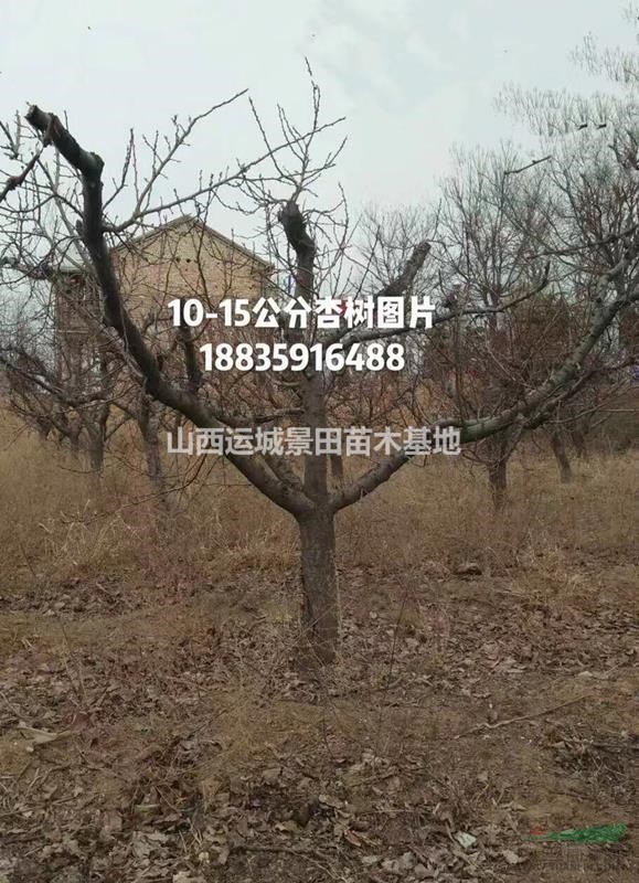 出售占地杏樹10公分-15公分-18公分杏樹樁價格=量大