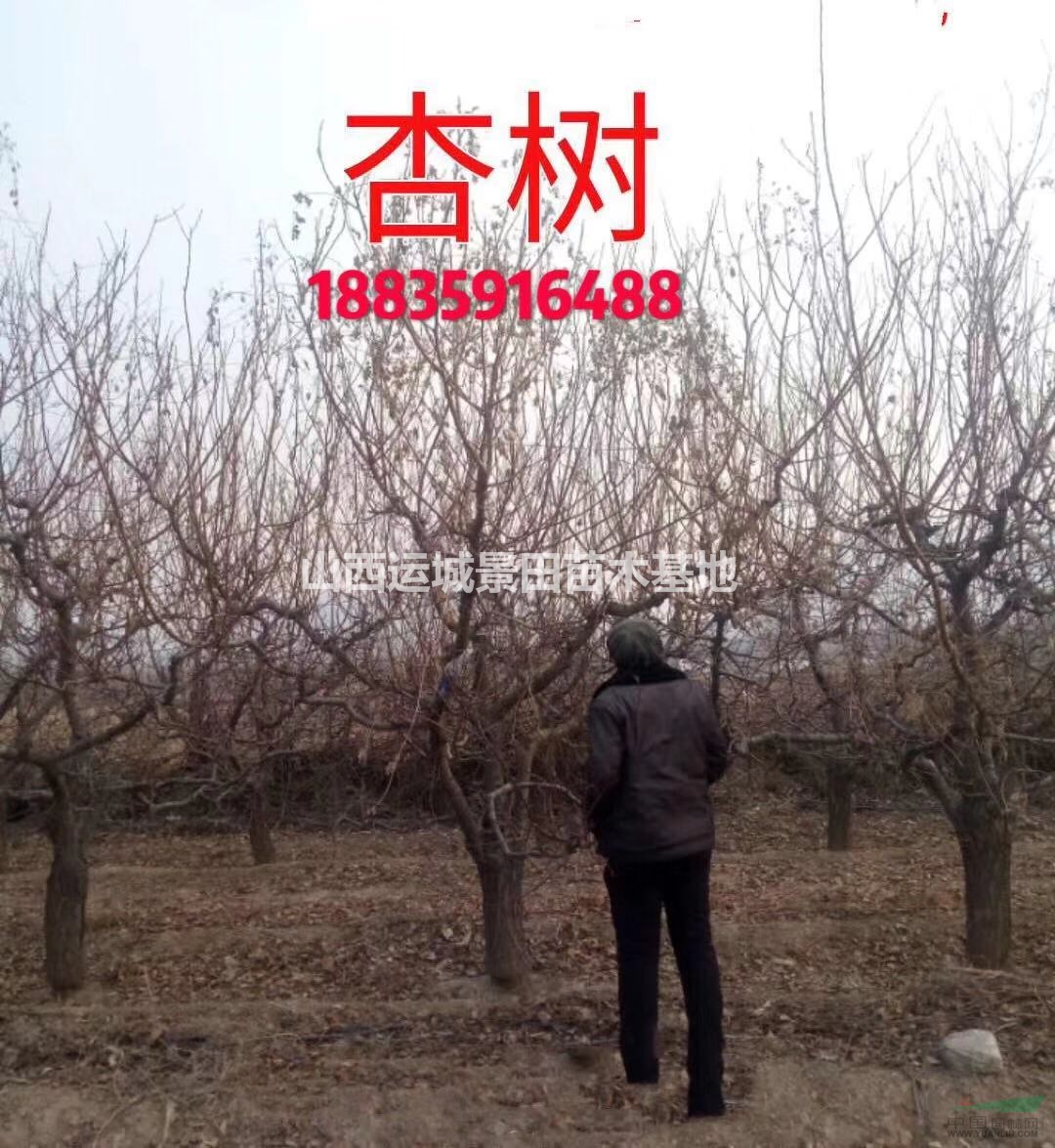 出售占地杏樹10公分-15公分-18公分杏樹樁價格=量大