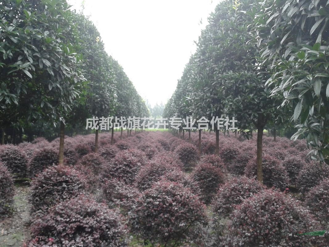 12公分桂花價(jià)格 桂花成都原產(chǎn)地 精品桂花 桂花工程苗 