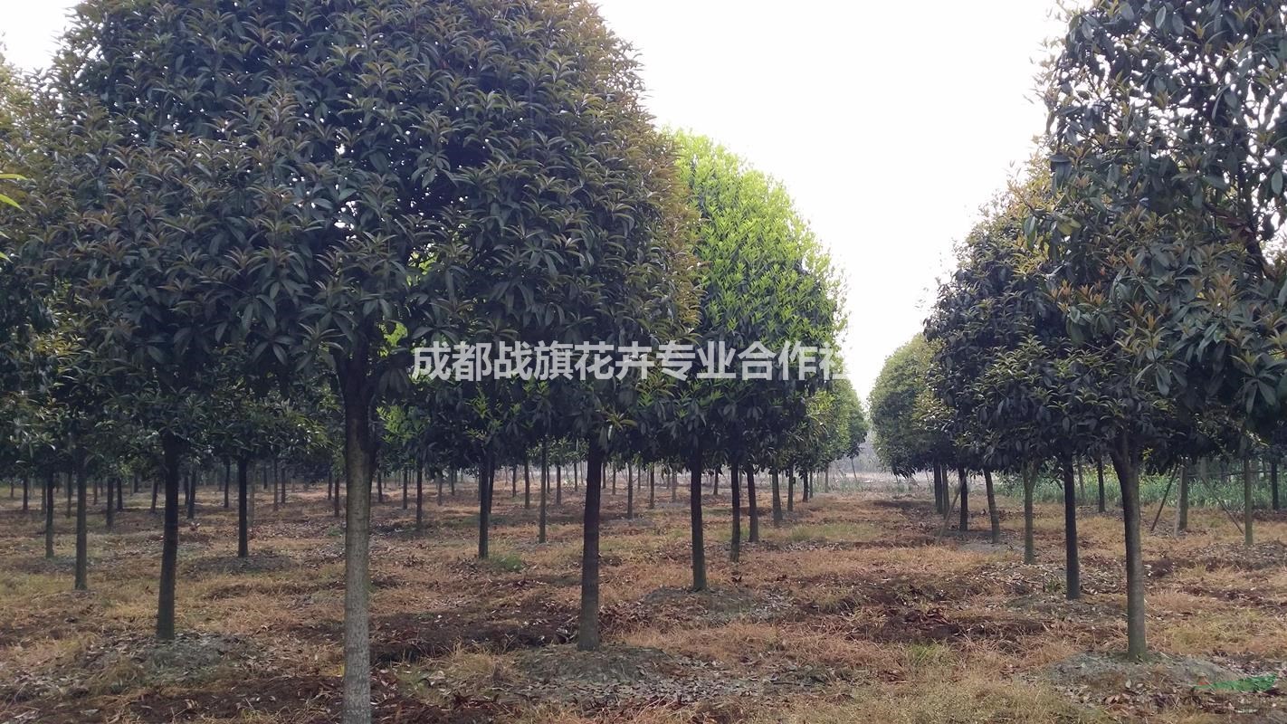 12公分桂花價(jià)格 桂花成都原產(chǎn)地 精品桂花 桂花工程苗 