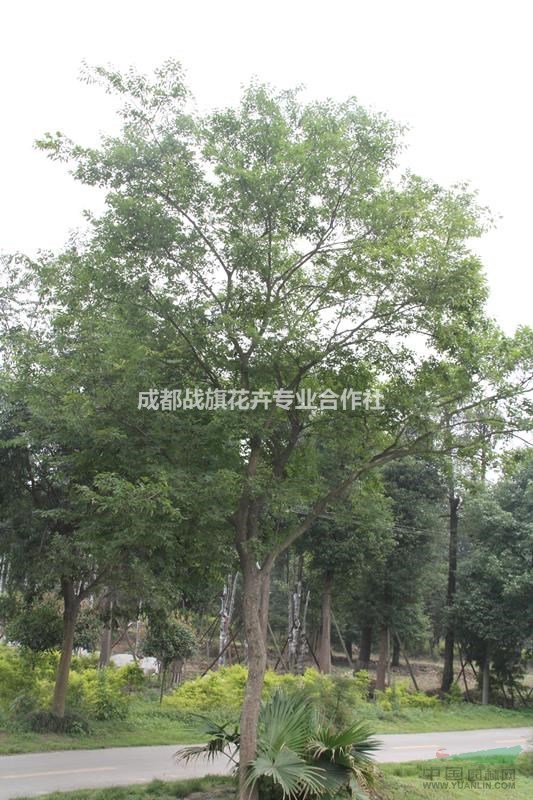 樸樹工程用苗 樸樹苗圃基地 15公分樸樹價(jià)格 批量出售