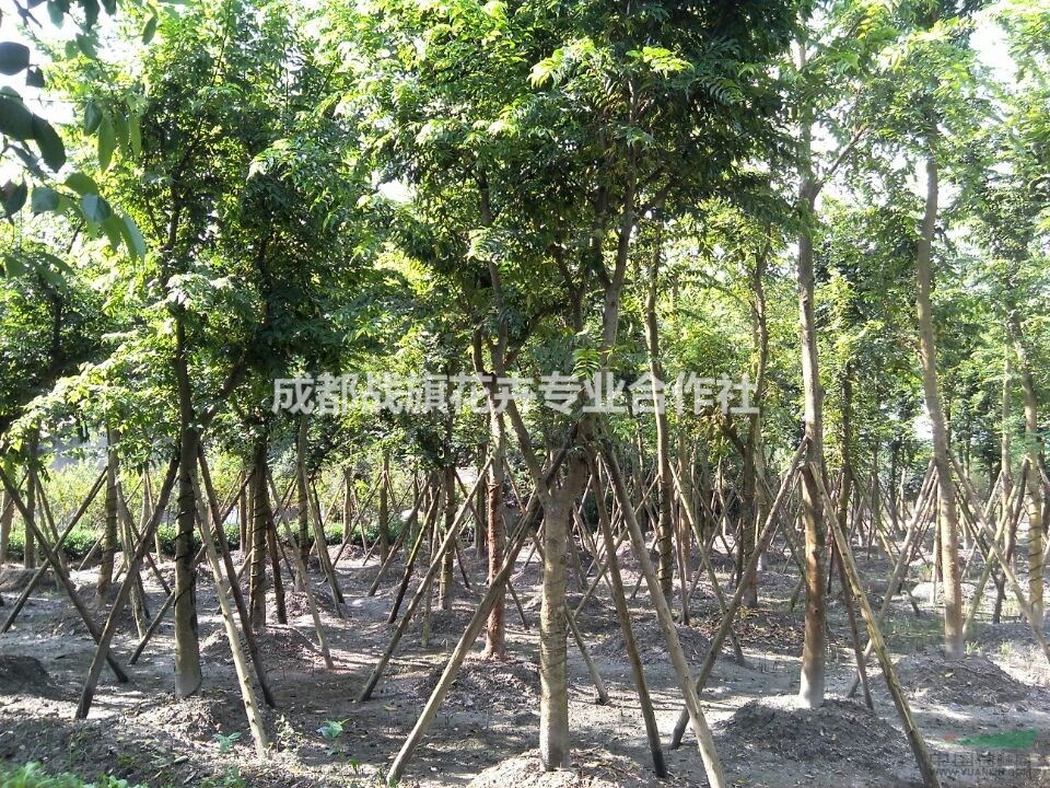 樸樹工程用苗 樸樹苗圃基地 15公分樸樹價(jià)格 批量出售