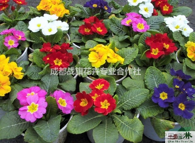 報(bào)春春節(jié)花卉 報(bào)春杯苗批量出售 報(bào)春苗圃基地 報(bào)春花價(jià)格