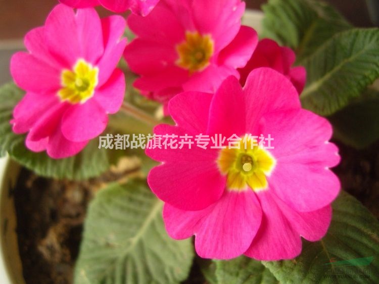 報(bào)春春節(jié)花卉 報(bào)春杯苗批量出售 報(bào)春苗圃基地 報(bào)春花價(jià)格