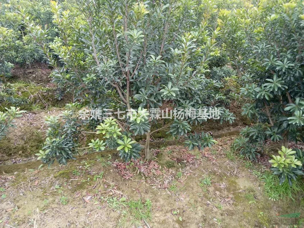 5公分杨梅苗 杨梅工程苗 杨梅价格