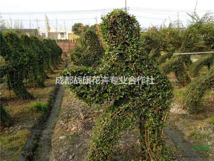小葉女貞運(yùn)動(dòng)造型基地 綠色植物造型苗圃 運(yùn)動(dòng)員造型價(jià)格