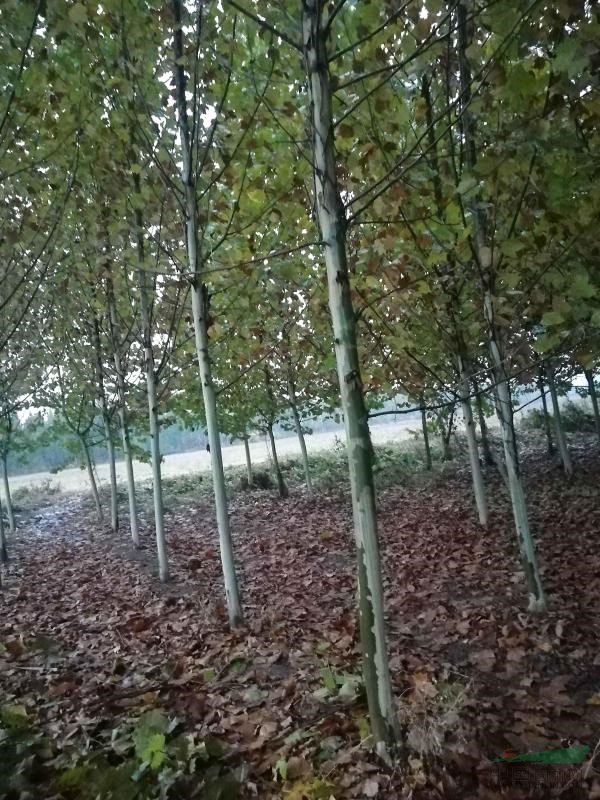 12至18公分法桐原生冠，銀紅槭 苗木報價