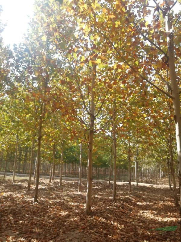 12至18公分法桐原生冠，銀紅槭 苗木報價