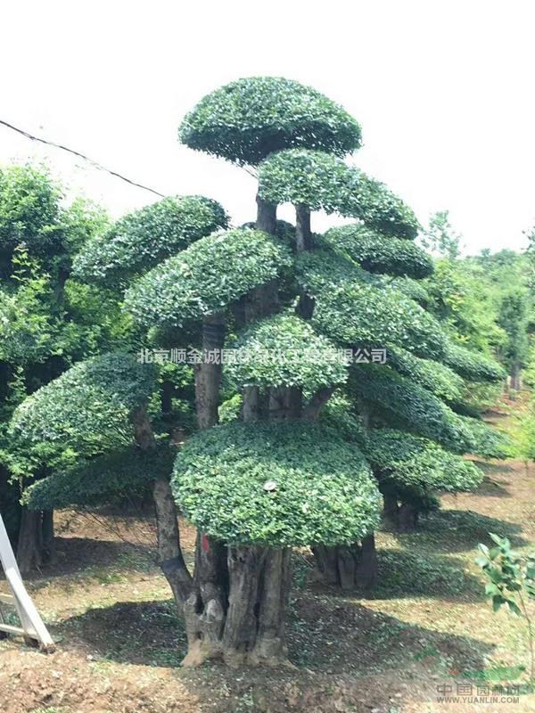 對節(jié)白臘、北京苗圃