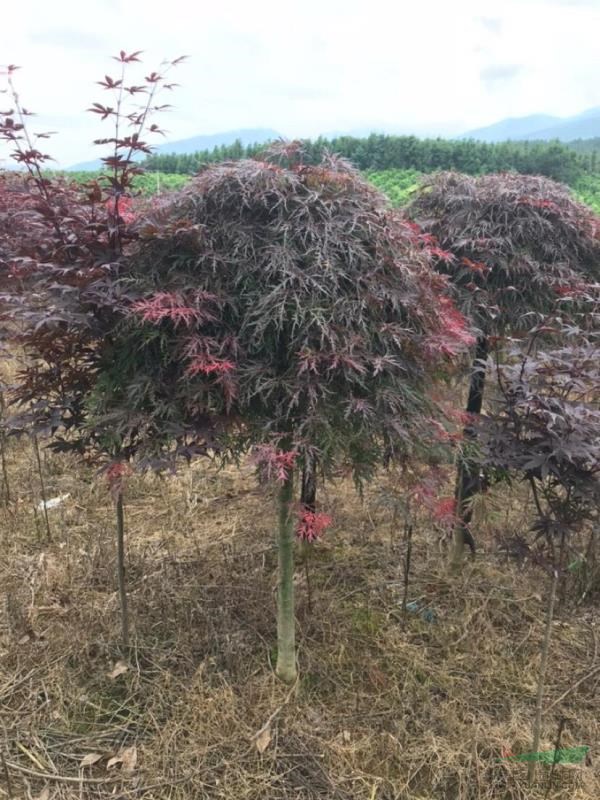 羽毛紅楓