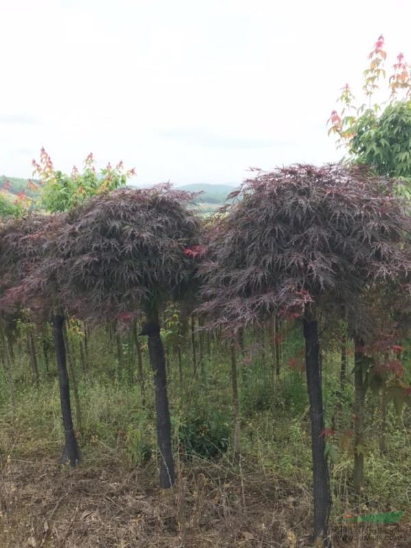 羽毛紅楓