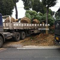 安徽香樟 肥西香樟 精品香樟 苗圃供應(yīng)