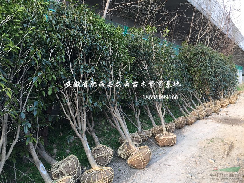 安徽桂花 小葉金桂 精品桂花苗圃供應商