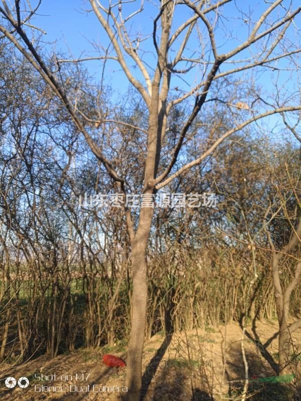 山東棗莊地區(qū)供應(yīng)柿子樹(shù)