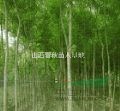 3公分國(guó)槐價(jià)格4公分國(guó)槐價(jià)格5公分國(guó)槐價(jià)格裸根定桿