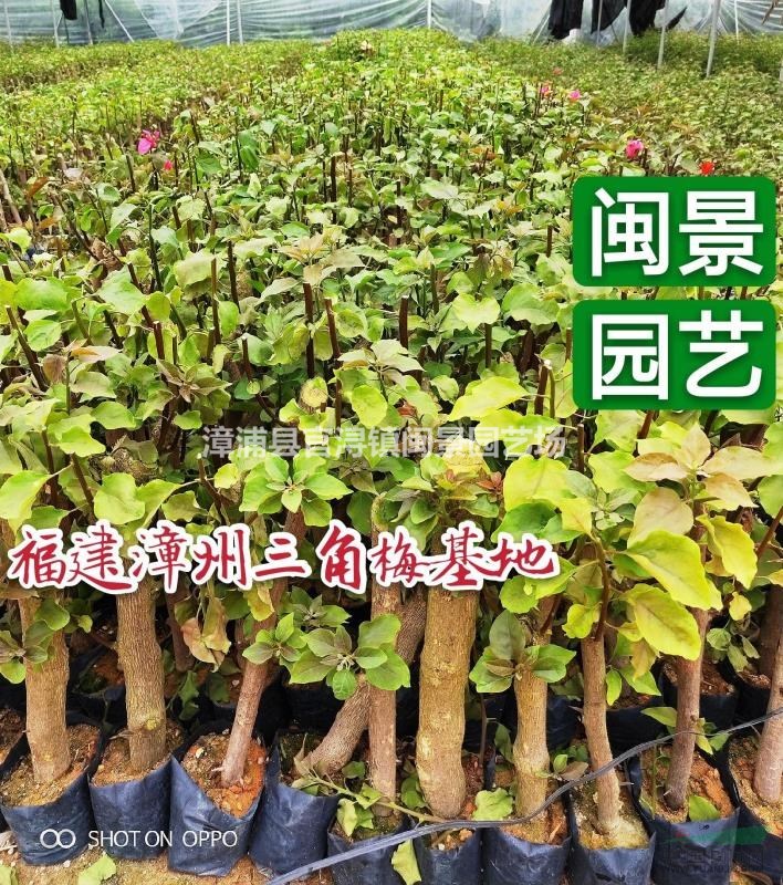 40公分高三角梅價錢是 同安紅三角梅 福建漳州閩景園藝