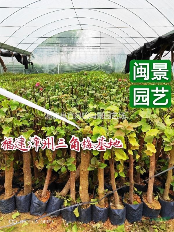 40公分高三角梅價錢是 同安紅三角梅 福建漳州閩景園藝