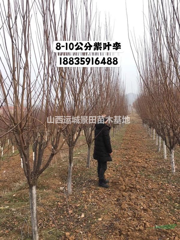 運城正宗紅葉李產地·運城紅葉李產地批發價格·紅葉李簡介
