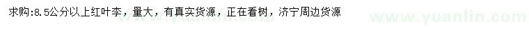 求購(gòu)8.5公分以上紅葉李