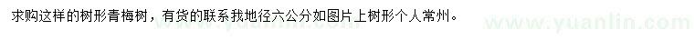 求購(gòu)地徑6公分青梅樹(shù)
