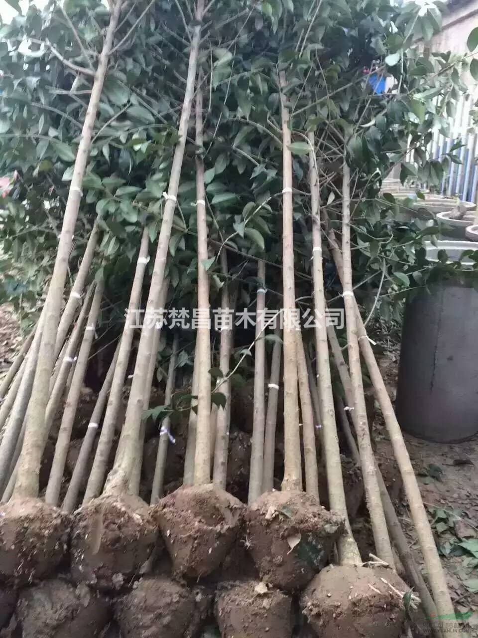 江蘇大葉女貞 高桿女貞價格 高桿女貞基地介紹/特征/用途