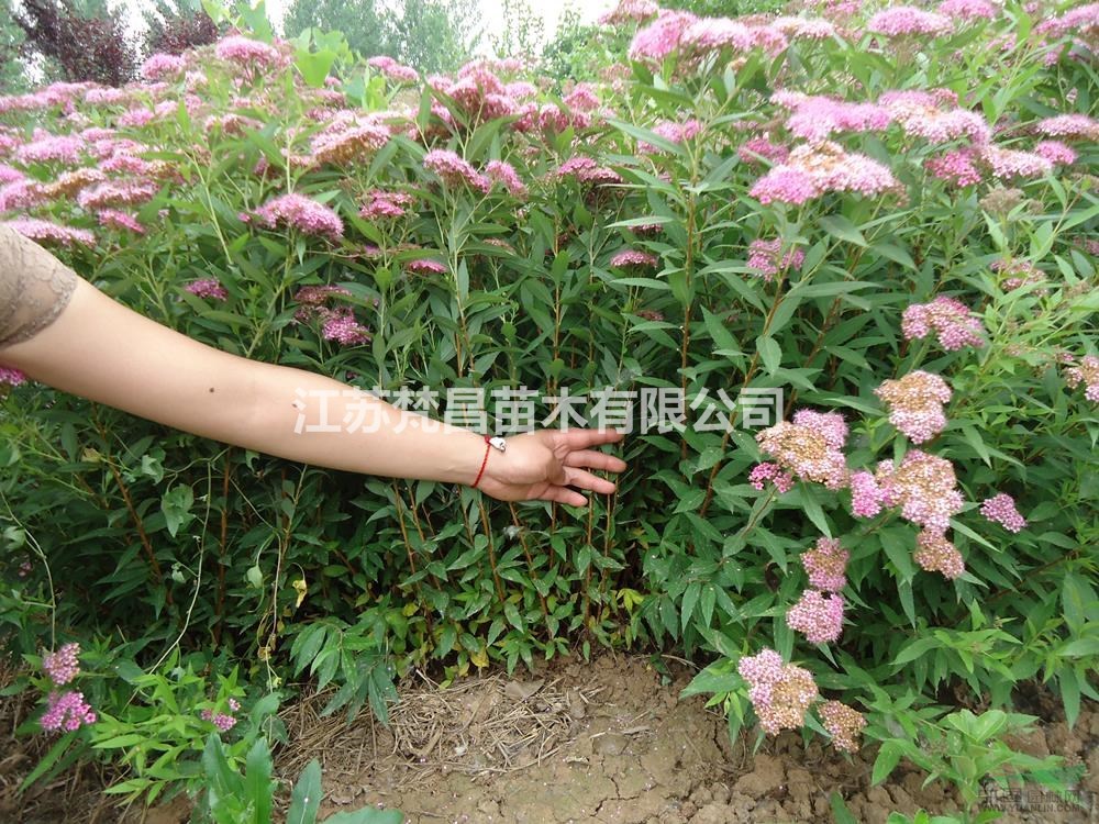 2022年江蘇紅花繡線菊 青葉繡線菊