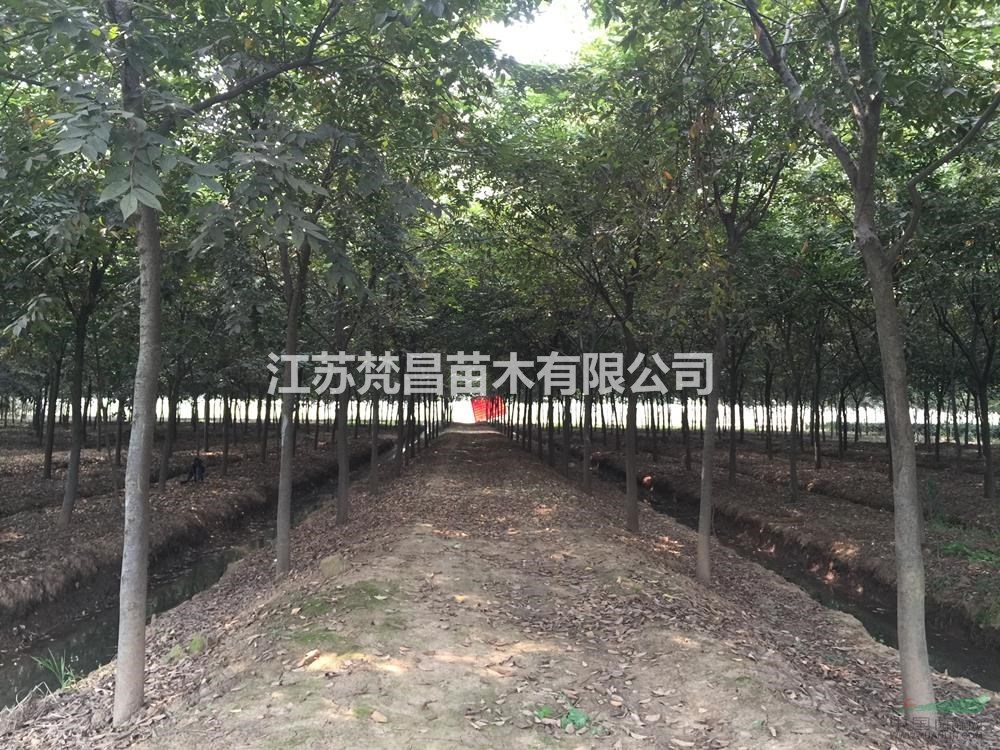 江蘇櫸樹 櫸樹基地 櫸樹農(nóng)戶自產(chǎn)自銷批發(fā)/供應(yīng)