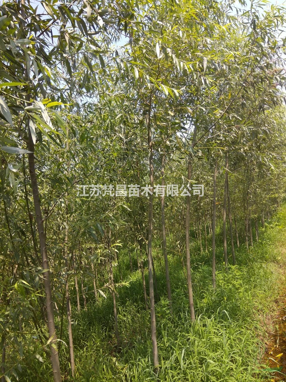 江蘇[產(chǎn)品]/江蘇柳樹價格/報價