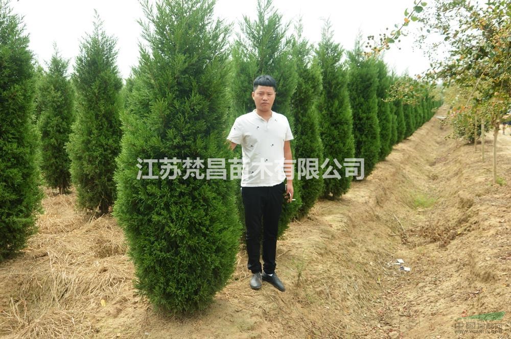 江蘇蜀檜 蜀檜價格哪里好/哪家便宜
