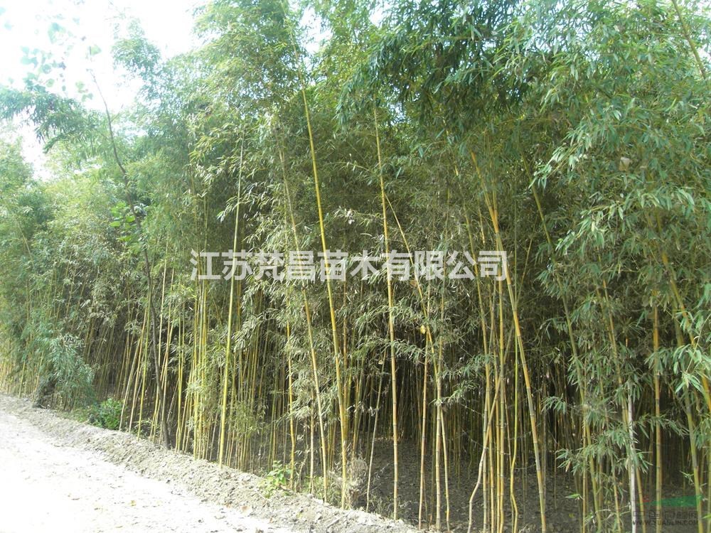 江蘇金鑲玉竹 哪里好/哪家便宜