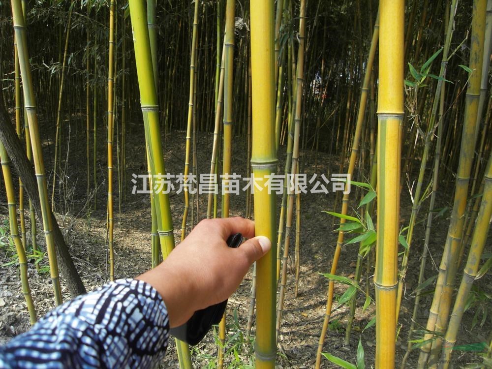 江蘇金鑲玉竹 哪里好/哪家便宜